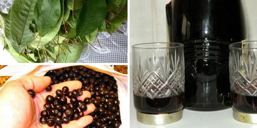 Рецепт наливки 100 листьев