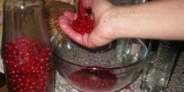 наливка из калины