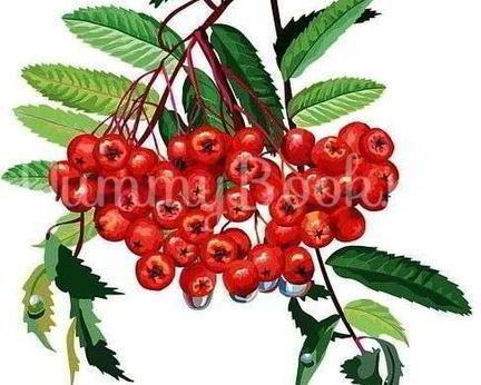 Рябиновая наливка