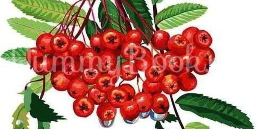 Рецепт рябиновой наливки