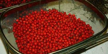 рябиновая наливка