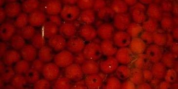 рябиновая наливка