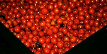 рябиновая наливка