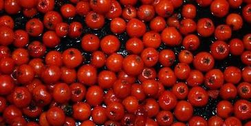 рябиновая наливка