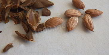 абрикосовая настойка