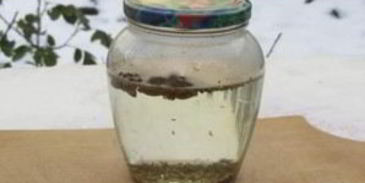 анисовая настойка на самогоне