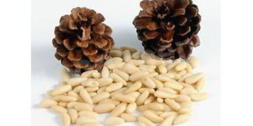 Рецепт кедровой настойки на орехах