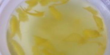 лимонная настойка на спирту