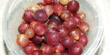 настойка из крыжовника