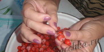 настойка из рябины