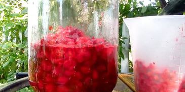 настойка из вишни на спирту домашняя