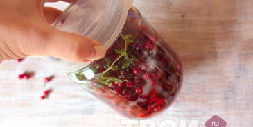 настойка на бруснике