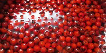 настойка на рябине