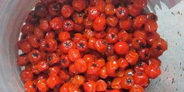 настойка на рябине