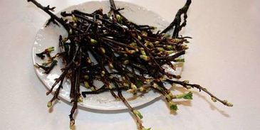 настойка на смородиновых почках