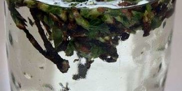 настойка на смородиновых почках