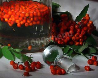 Рябиновая настойка из рябины на водке