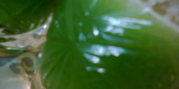 овощной сок зеленый