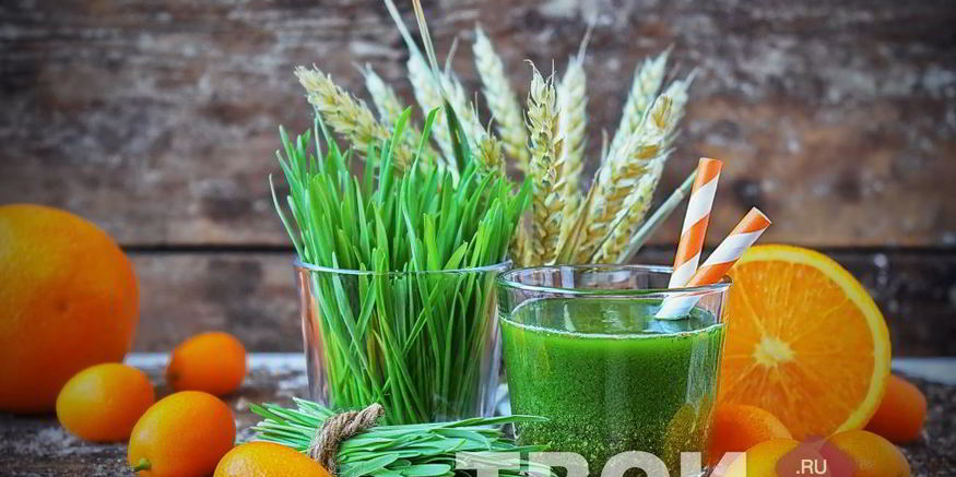Рецепт сока из ростков пшеницы