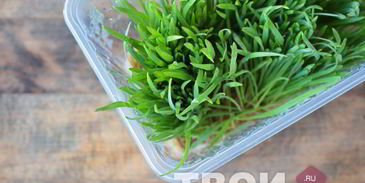 сок из ростков пшеницы