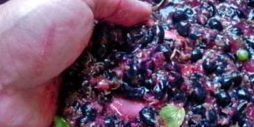 вино из черной смородины