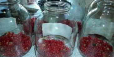 вино из смородины