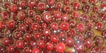 вишня в сиропе на зиму