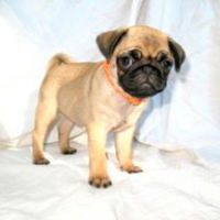 Маша Савицкая