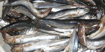 хамса под шубой