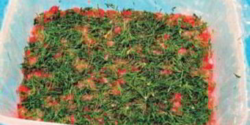 красная рыба под шубой салат