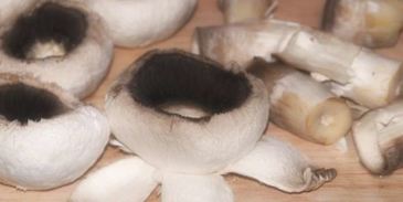 селедка под лисьей шубой