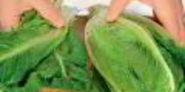 салат цезарь с индейкой на гриле