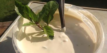 чесночно-базиликовый соус