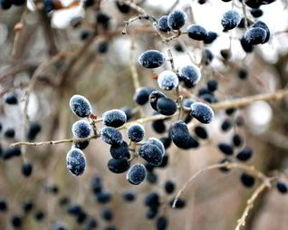 Готовим кетчуп из тернослива на зиму