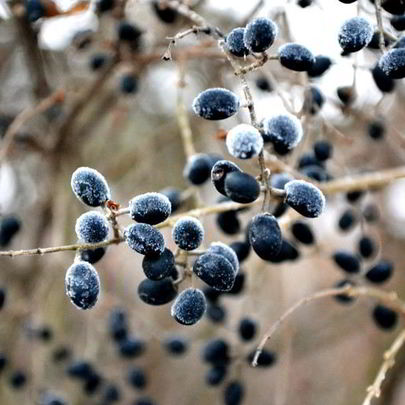 Готовим кетчуп из тернослива на зиму