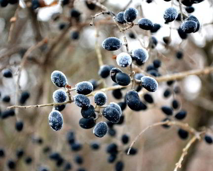 Готовим кетчуп из тернослива на зиму