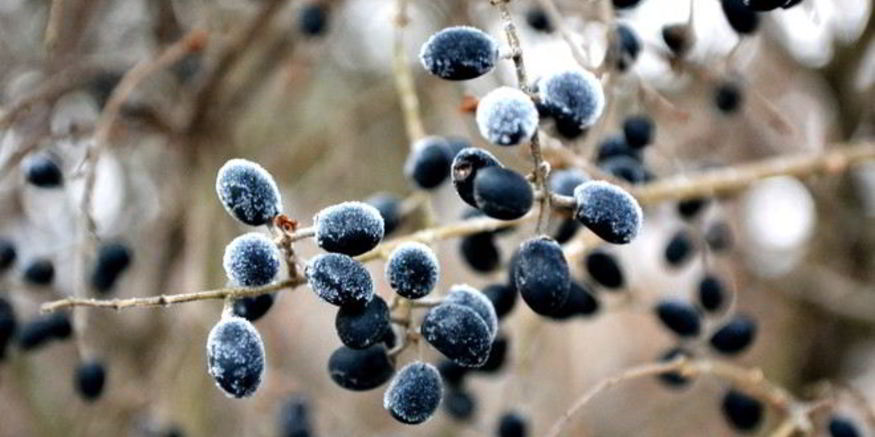 Рецепт готовима кетчуп из тернослива на зиму