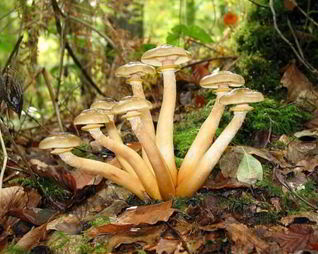 Маринованные опята с маринаде с корицей