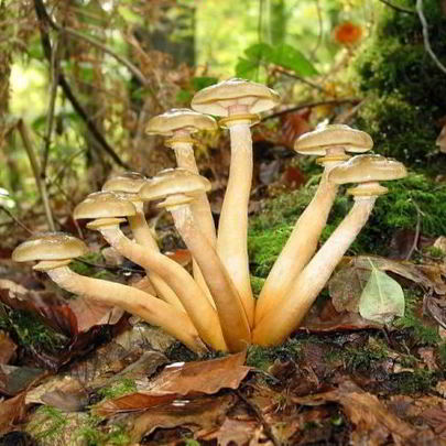 Маринованные опята с маринаде с корицей