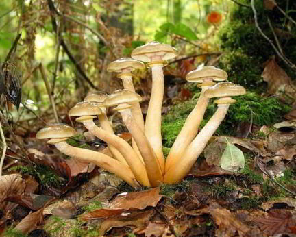 Маринованные опята с маринаде с корицей