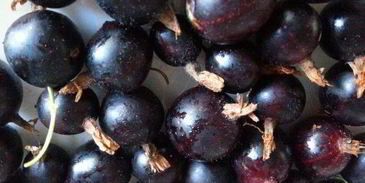 соус из крыжовника