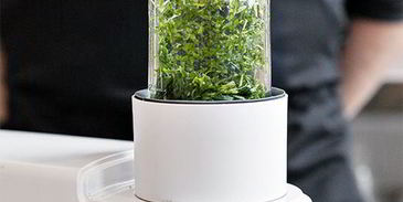 тренетте с соусом песто