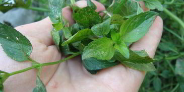 грузинский соус ткемали