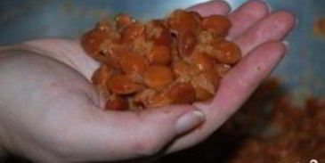 ткемали из слив на зиму