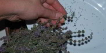 ткемали из слив на зиму