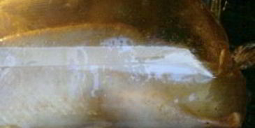 утка в соусе ткемали с медом