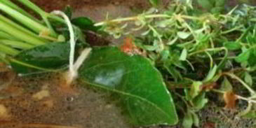 куриный бульон по-французски