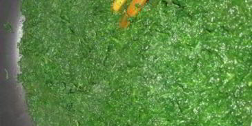 сытный рулет к бульону