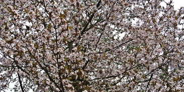 холодник на кефире с маринованной свеклой