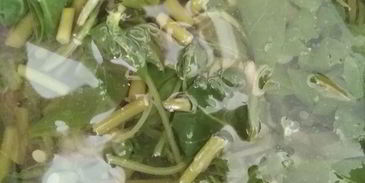 холодник на квасе со шпинатом